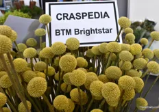 The BTM Brightstar, from Beetee-EM Bloems Flowers, is a new product from their farm and a real good filler for bouquets.